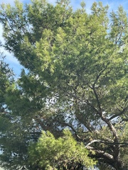 Pinus halepensis