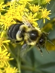 Bombus impatiens