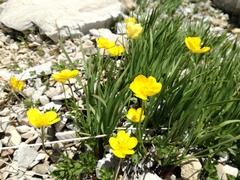 Ranunculus montanus