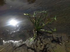 Sagittaria sagittifolia