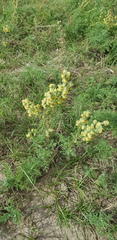Artemisia adamsii