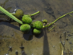 Sagittaria sagittifolia