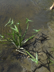 Sagittaria sagittifolia
