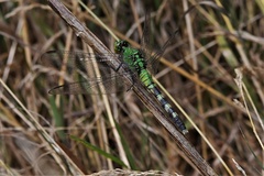 Erythemis simplicicollis