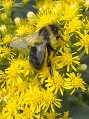 Bombus impatiens