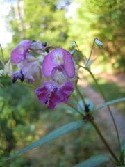 Impatiens glandulifera