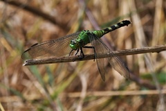 Erythemis simplicicollis