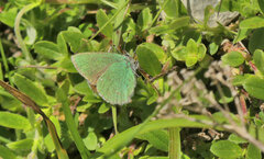 Callophrys rubi