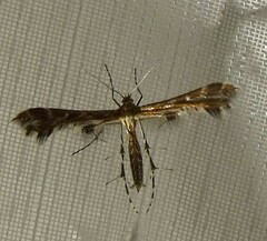 Oxyptilini