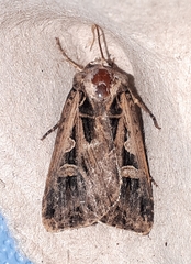 Feltia subgothica