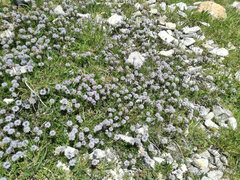 Globularia cordifolia
