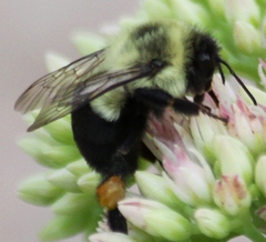 Bombus impatiens