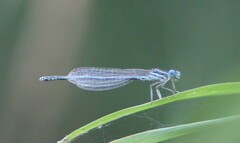 Platycnemis pennipes