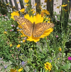 Euptoieta claudia