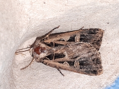 Feltia subgothica