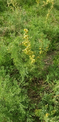 Artemisia adamsii