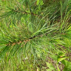 Pinus sibirica