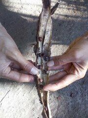 Psophocarpus tetragonolobus