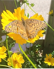 Euptoieta claudia