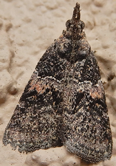 Satole ligniperdalis