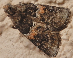 Satole ligniperdalis