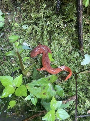 Pseudotriton ruber