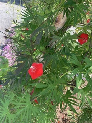 Ipomoea × multifida