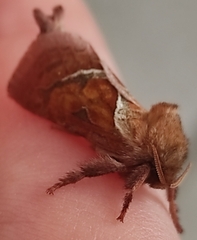 Triodia sylvina