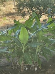 Musa