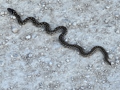 Thamnophis marcianus