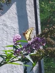 Papilio machaon
