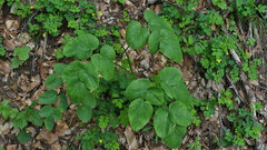 Laserpitium latifolium