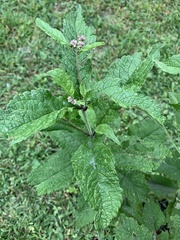 Eutrochium maculatum