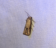 Crambodes talidiformis