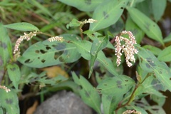 Persicaria maculosa