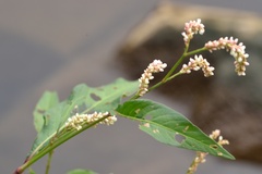 Persicaria maculosa