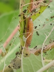 Saucrobotys futilalis