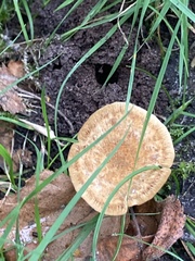 Polyporus