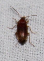 Isomira