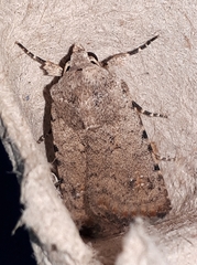 Caradrina clavipalpis