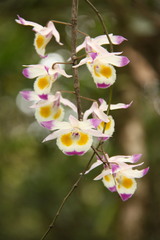 Dendrobium devonianum
