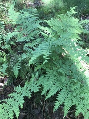 Dryopteris expansa