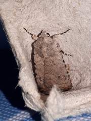 Caradrina clavipalpis