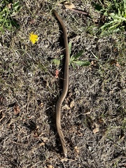 Anguis fragilis