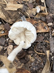 Pluteus petasatus