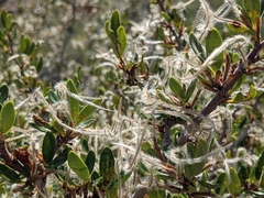 Cercocarpus