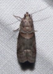 Acrobasis palliolella
