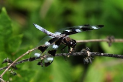 Libellula pulchella