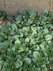Packera obovata