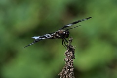 Libellula pulchella